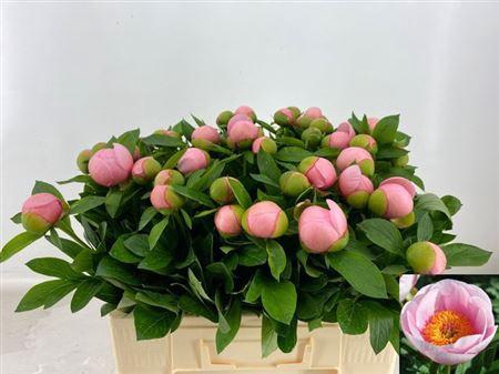 Paeo S Salmon Saucer