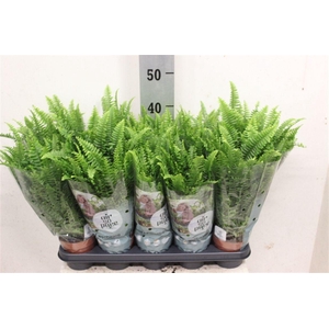 Nephrolepis exaltata 'Green Lady'