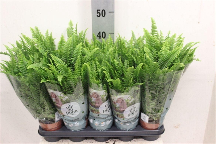 <h4>Nephrolepis exaltata 'Green Lady'</h4>