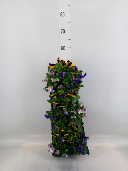 <h4>Viola corn. 'Evo Mini'   ...mix</h4>