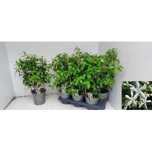 TRAC JASMINOIDES