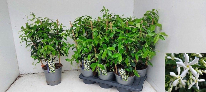 <h4>TRAC JASMINOIDES</h4>