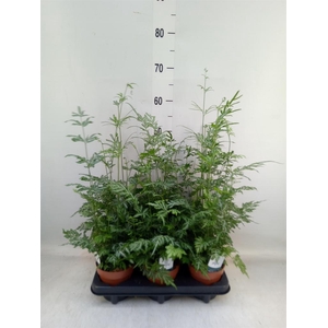 Pteris ensiformis 'Evergemiensis'