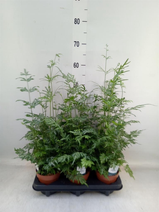 <h4>Pteris ensiformis 'Evergemiensis'</h4>