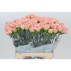 Dianthus St Lege Marrone