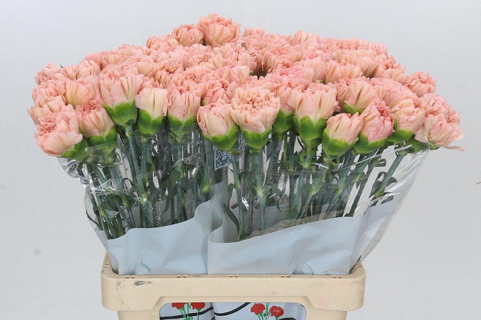 <h4>Dianthus St Lege Marrone</h4>