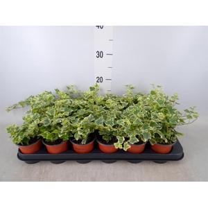 Hedera helix 'White Wonder'