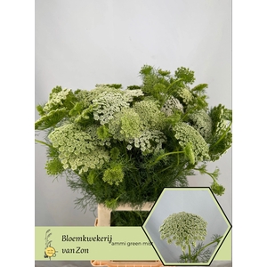 AMMI VIS GREEN MIST