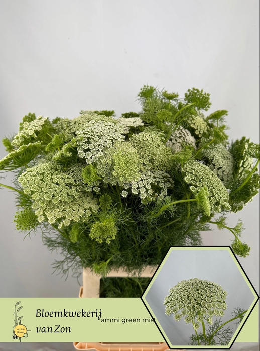 <h4>AMMI VIS GREEN MIST</h4>