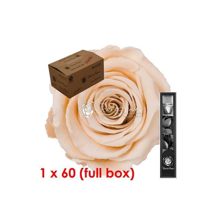 <h4>30cm Stem Cha01 Bulk</h4>