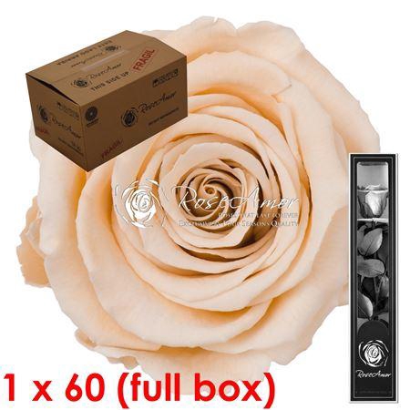 30cm Stem Cha01 Bulk