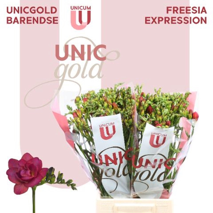 <h4>FREESIA DU EXPRESSION UG BARENDSE -</h4>