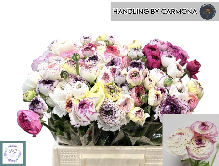 <h4>RANUNCULUS OV</h4>