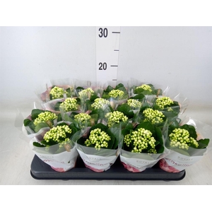 Kalanchoe blos. 'RosDon Dione'