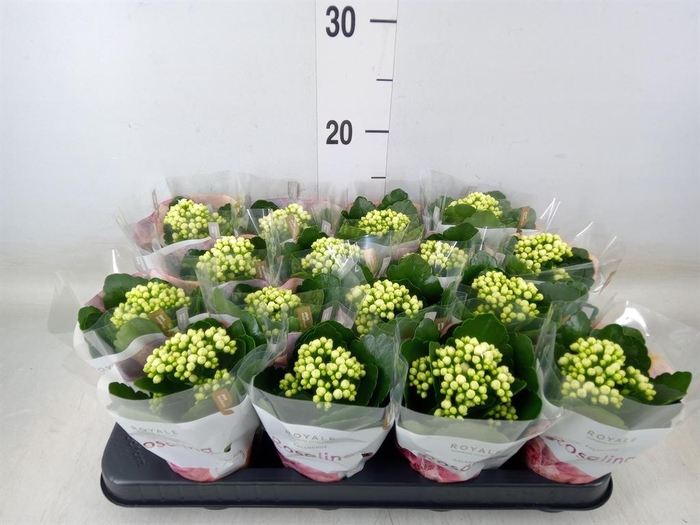 <h4>Kalanchoe blos. 'RosDon Dione'</h4>