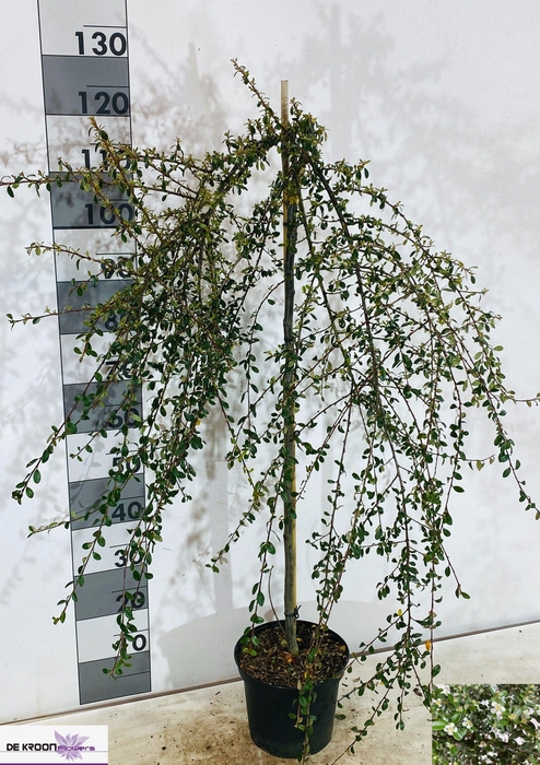 COTON S CORAL BEAUTY