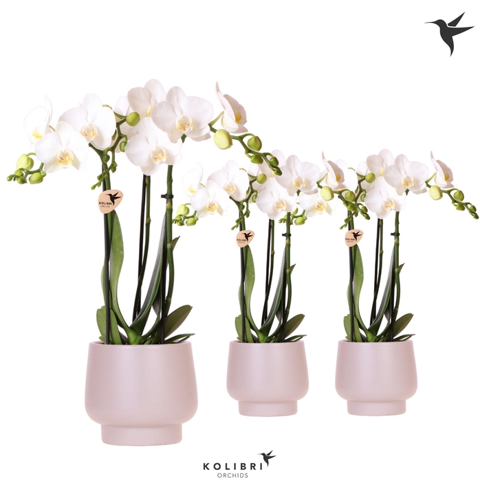 <h4>Kolibri Orchids Phalaenopsis white 3 spike in Scandic pot taupe</h4>