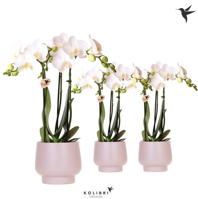 <h4>Kolibri Orchids Phalaenopsis white 3 spike in Scandic pot taupe</h4>