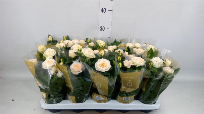 <h4>Rosa  'Belami Kordana'</h4>