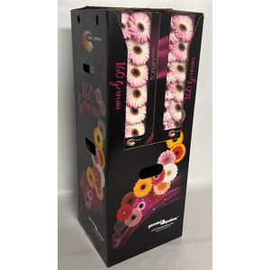 GE MI LOLLIPOP Aquabox *160