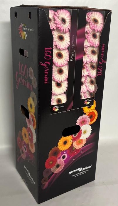 <h4>GE MI LOLLIPOP Aquabox *160</h4>