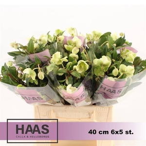 HELL  MAGNIFIC BELLS