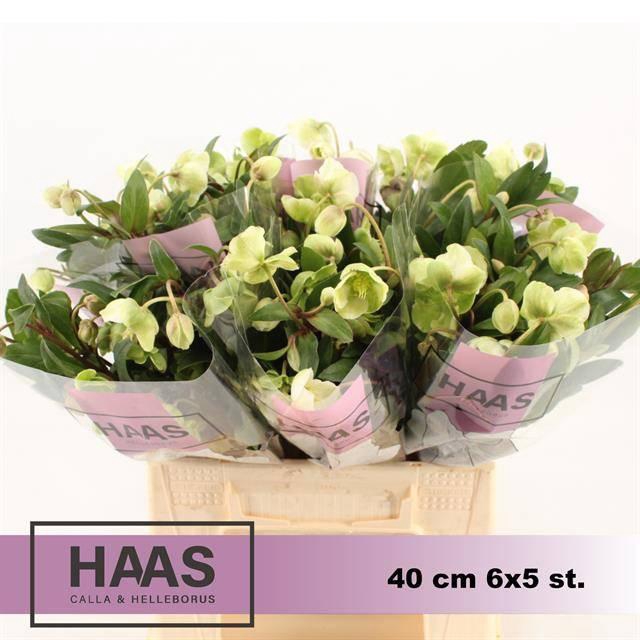 <h4>HELL  MAGNIFIC BELLS</h4>