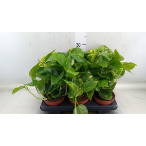 Epipremnum   ...
