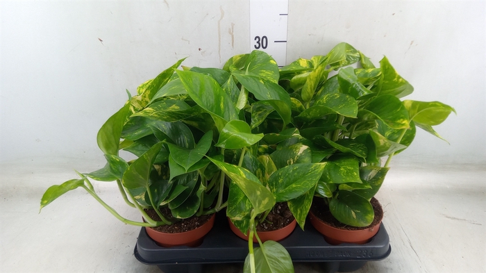 <h4>Epipremnum   ...</h4>