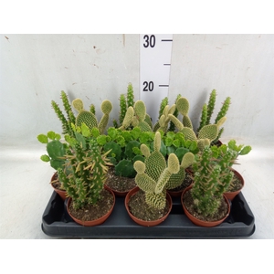 Opuntia