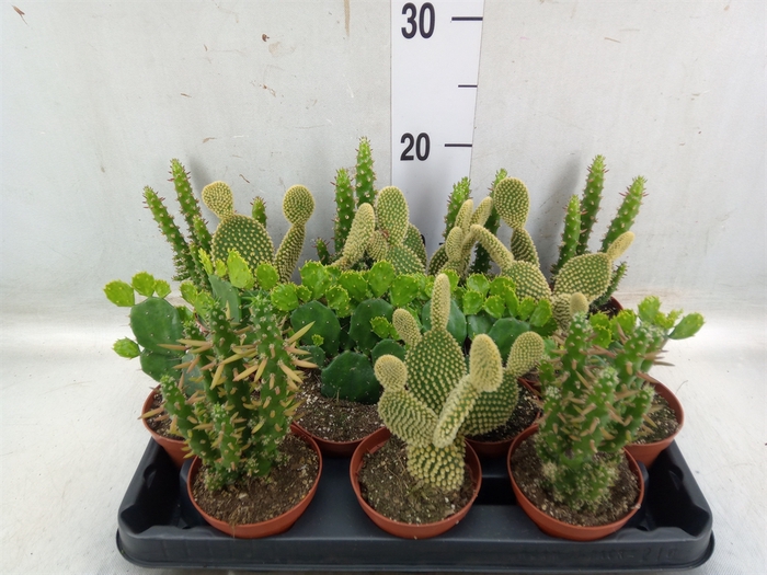 <h4>Opuntia</h4>