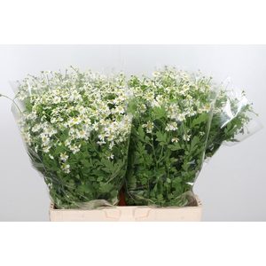 Tanacetum Pa Single Vegmo