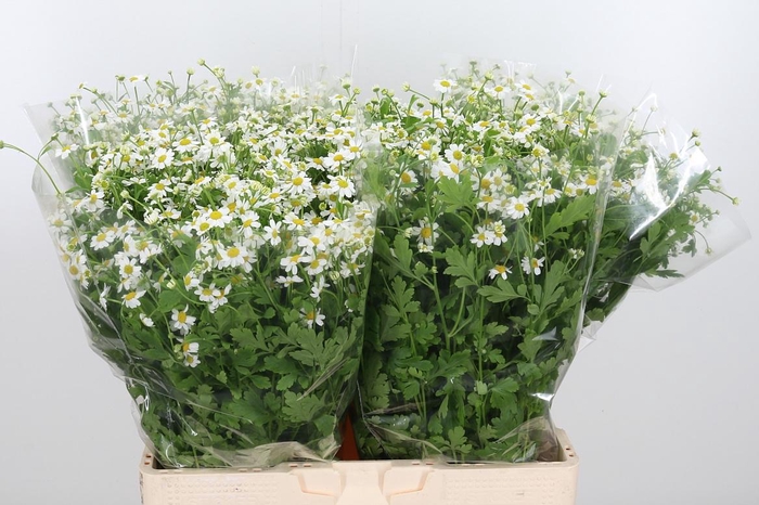 <h4>Tanacetum Pa Single Vegmo</h4>