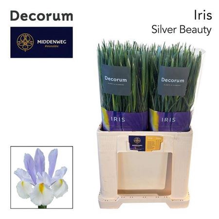 <h4>Iris Silver Beauty</h4>