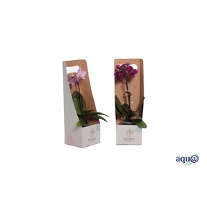 Tiny Box Phal Tiny Dolls Mix 1T7+ Aqu@