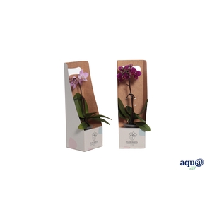 Tiny Box Phal Tiny Dolls Mix 1T7+ Aqu@