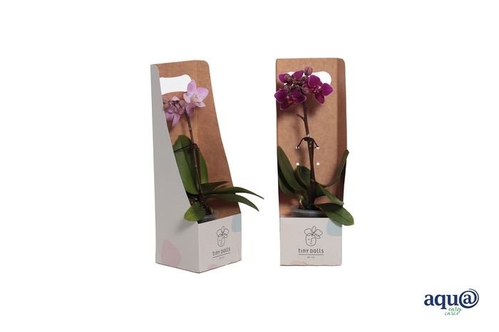 <h4>Tiny Box Phal Tiny Dolls Mix 1T7+ Aqu@</h4>