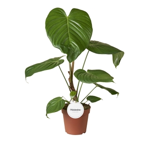 Philodendron Garandipes