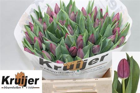 <h4>Tu En Podcast</h4>