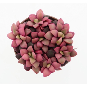 Succulents   ...