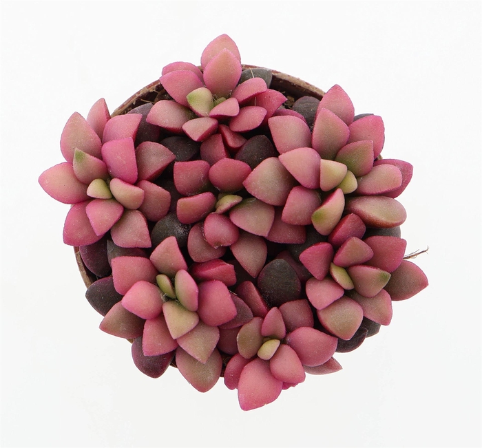 <h4>Succulents   ...</h4>