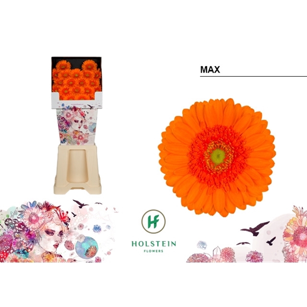<h4>Ge Mi Max Diamond Holstein</h4>