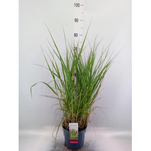 Panicum virgatum