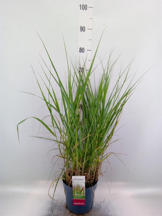 <h4>Panicum virgatum</h4>