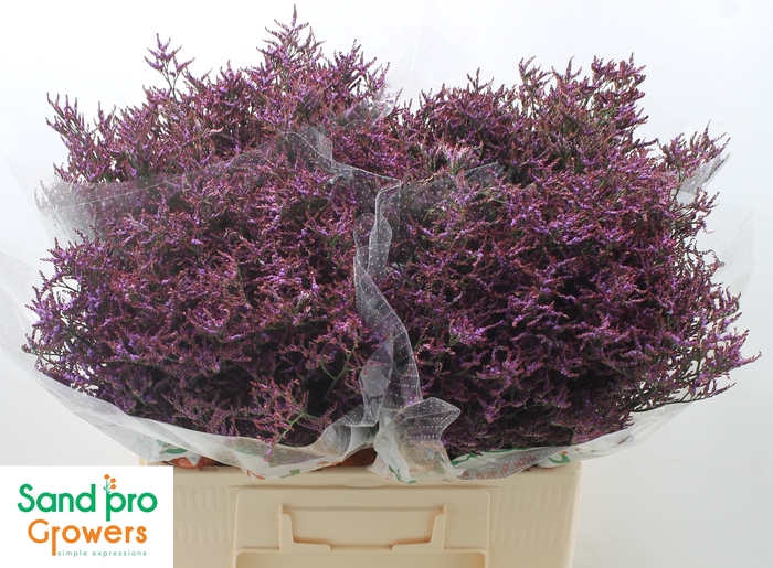 <h4>Limonium Safora Dark Blue</h4>