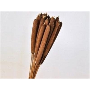 DROOG TYPHA BRUIN X2