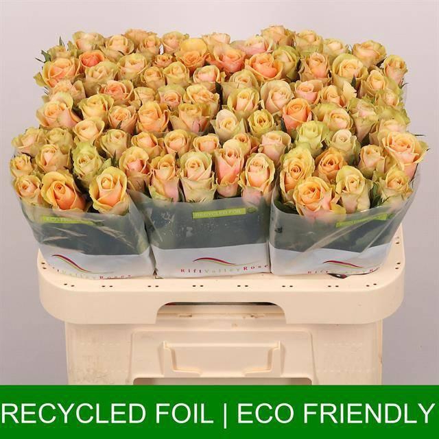 <h4>R GR ALCHEMY</h4>