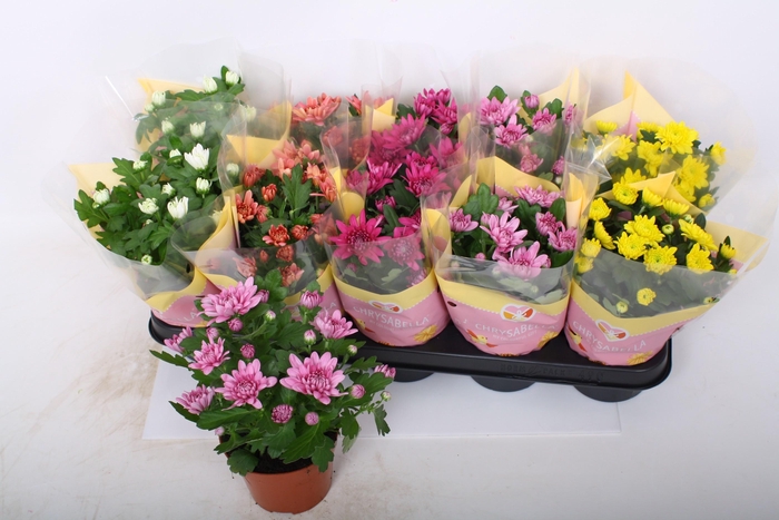 <h4>CHRYS GEVULDBL GEM</h4>