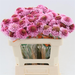 Scabiosa Atropurpurea Focal Scoop Popsicle