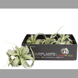 TILLANDSIA XEROGRAPH